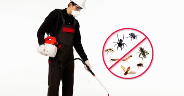 Απολυμανσεις Καλογρεζα