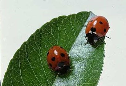 Απολυμανσεις Πολυδενδρι