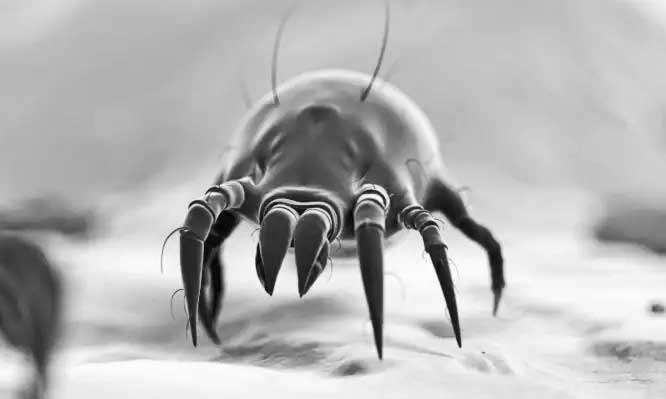 ΑΠΟΛΥΜΑΝΣΗ ΓΙΑ ΑΚΑΡΕΑ