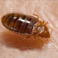 ΑΠΟΛΥΜΑΝΣΗ ΑΠΕΝΤΟΜΩΣΗ ΓΙΑ ΚΟΡΙΟΥΣ