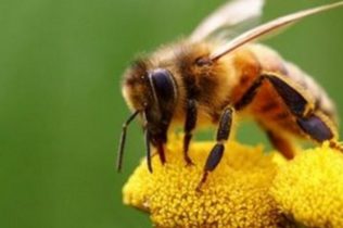 Επικονιαστές