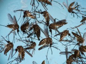 κουνούπια