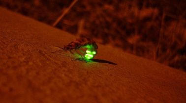 Νέα μελέτη προσφέρει μια εξήγηση γιατί τα έντομα αλλάζουν χρώμα