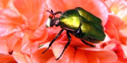 Ωφέλιμα έντομα