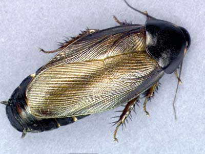 ΚΑΤΣΑΡΙΔΕΣ ΣΟΥΡΙΝΑΜ