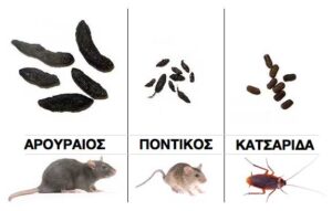 Περιττώματα κατσαρίδας και ποντικού