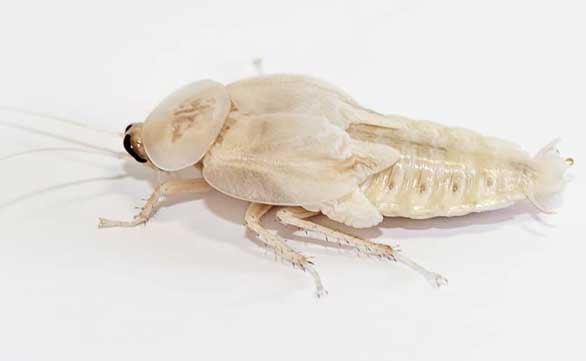 Κατσαρίδα αλμπίνο