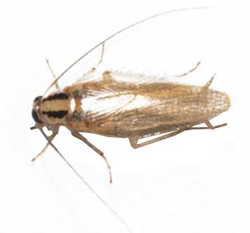 Κατσαρίδα ασιατική