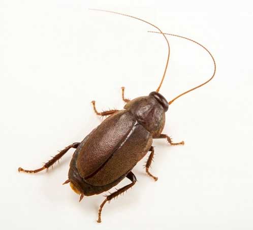 Κατσαρίδα Ειρηνικού