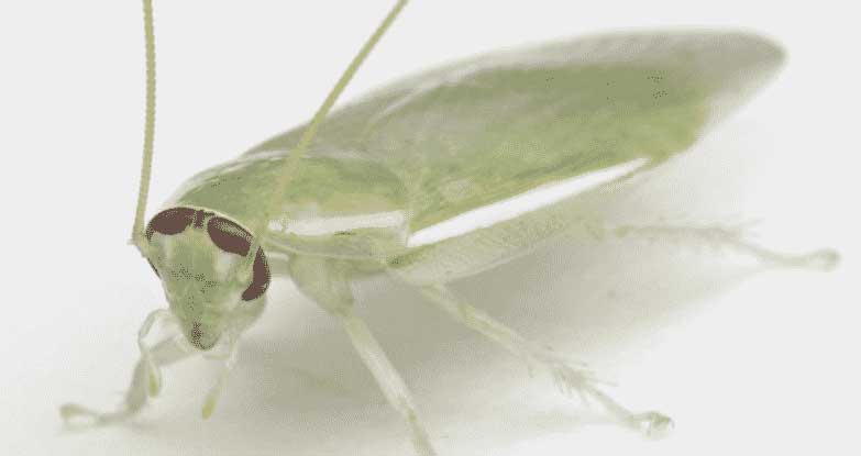 Κατσαρίδα της Κούβας