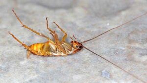 ΚΑΤΣΑΡΙΔΕΣ ΚΑΙ ΧΛΩΡΙΝΗ