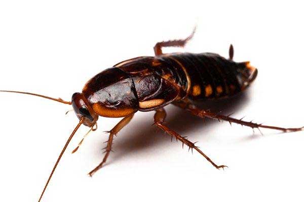 Κατσαρίδα τουρκενστάν