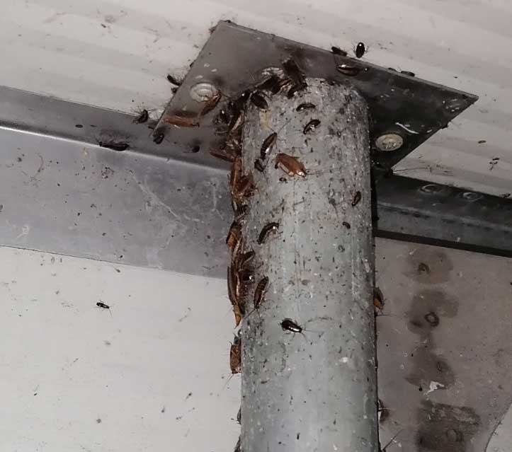 Κατσαρίδες σε υπόγειο