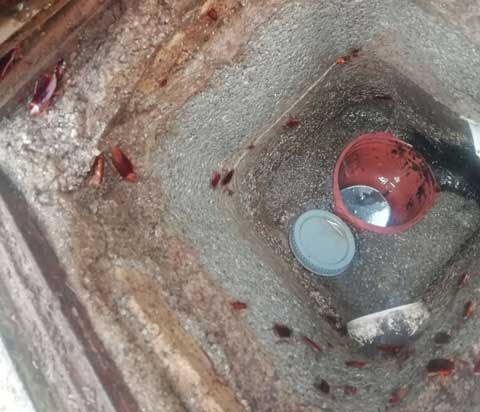 Κατσαρίδες σε φρεάτια
