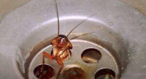 Κατσαρίδες σε νεροχύτη