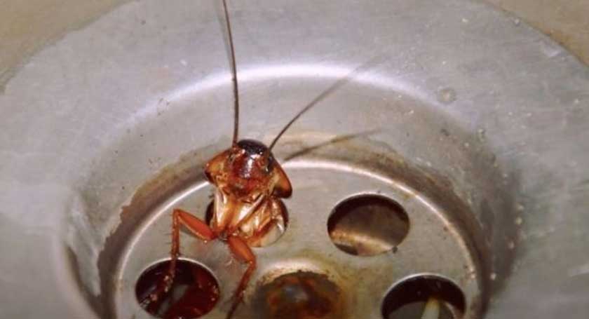 Κατσαρίδες σε νεροχύτη