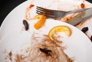 Κατσαρίδες σε πιάτα