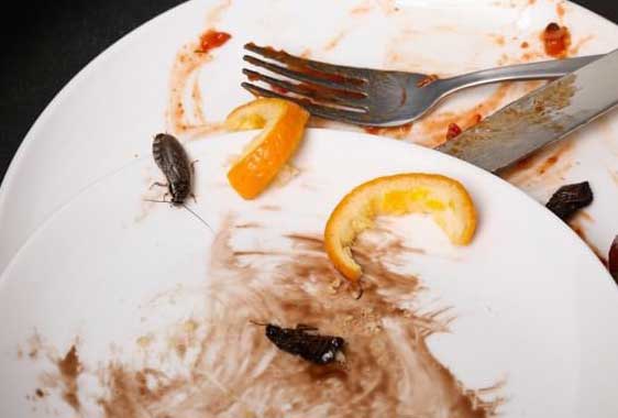Κατσαρίδες σε πιάτα