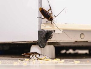 Κατσαρίδες σε ψίχουλα