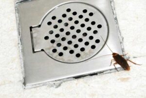 Κατσαρίδες σε επιδαπέδιο σιφώνι