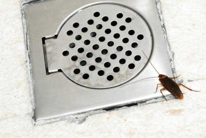 Κατσαρίδες σε επιδαπέδιο σιφώνι