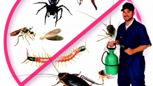 Απολυμάνσεις και μυοκτονίες Απολυμάνσεις και μυοκτονίες