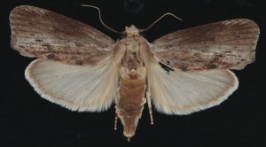 apentomosi-mpournazi