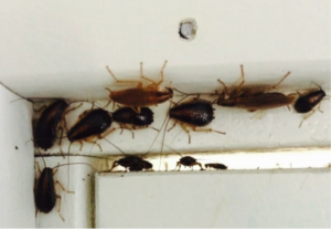 Κατσαρίδες γερμανικές